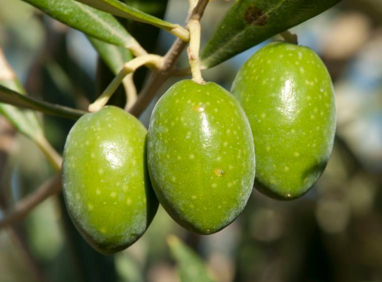 Aceitunas en campo