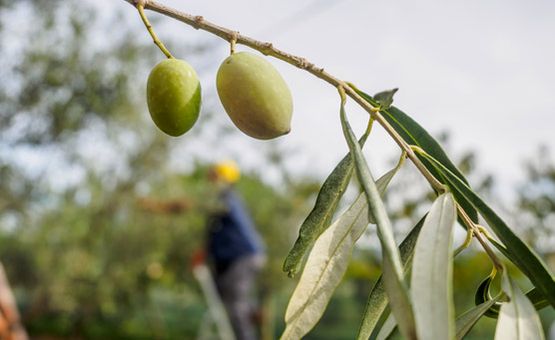 Frutos de olivo